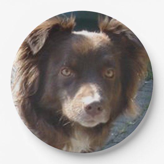 Miniature American Shepherrd Red Tri ペーパープレート (正面)