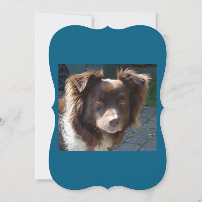 Miniature American Shepherrd Red Tri card (正面)