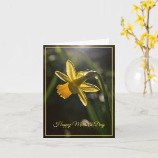 Miniature Daffodil Mother's Day カード