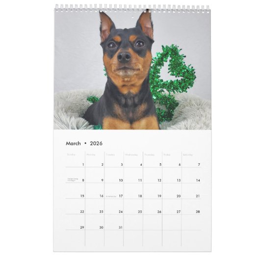 Miniature Pinscher One カレンダー (3月 2026)