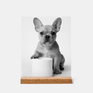 Minimalist Funny French Bulldog Guards ToiletPaper アクリルサイン
