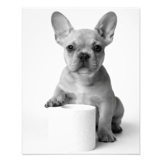 Minimalist Funny French Bulldog Guards ToiletPaper フォトプリント
