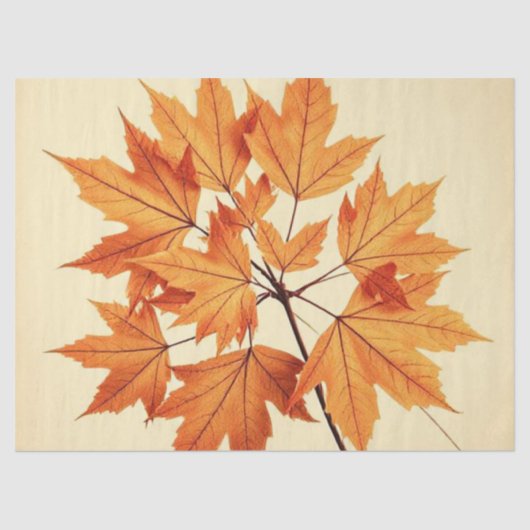 Minimalist Maple Leaves Art – Botanical Print 薄葉紙 (正面)