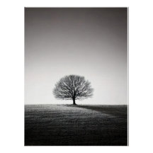 Minimalist Solitary Tree Landscape | Monochrome