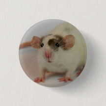 Mink dumbo Rat