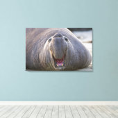 Mirorounga_angustirostris キャンバスプリント (インサイチュ (ウッドフロア))