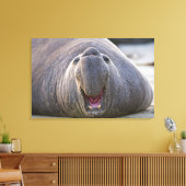 Mirorounga_angustirostris キャンバスプリント (インサイチュ (リビング))