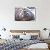 Mirorounga_angustirostris キャンバスプリント (インサイチュ (寝室))