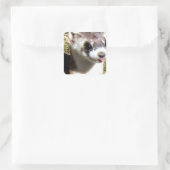 Miscellaneous - Black-Footed Ferret Stare スクエアシール (バッグ)