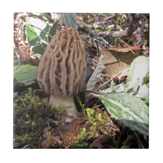 Miscellaneous - Morel/Morchella & Wood Pattern タイル (正面)