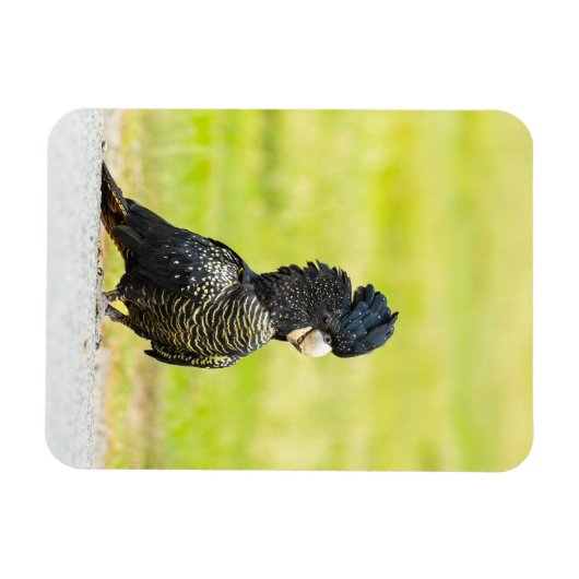Mischievous Black Cockatoo Portrait マグネット (横)