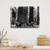 MISERY WHIPPING a SEQUOIA c. 1900 ポスター (キッチン)