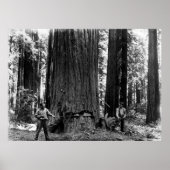 MISERY WHIPPING a SEQUOIA c. 1900 ポスター (正面)