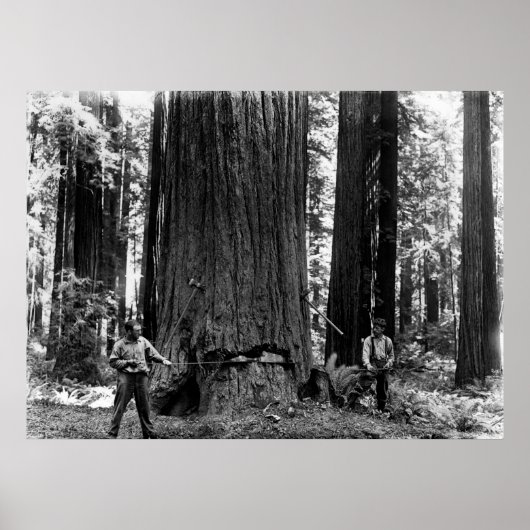 MISERY WHIPPING a SEQUOIA c. 1900 ポスター (正面)