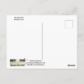 Miss Blue Bell Postcard ポストカード (裏面)