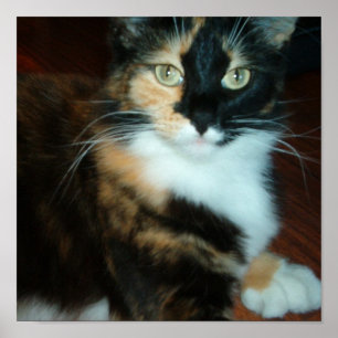 Miss. Kitty ポスター