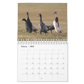 Mit den Laufenten durch das Jahr! カレンダー (2月 2026)