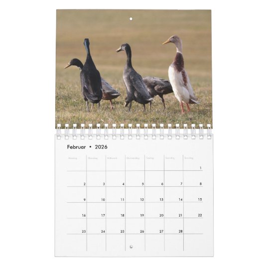 Mit den Laufenten durch das Jahr! カレンダー (2月 2026)