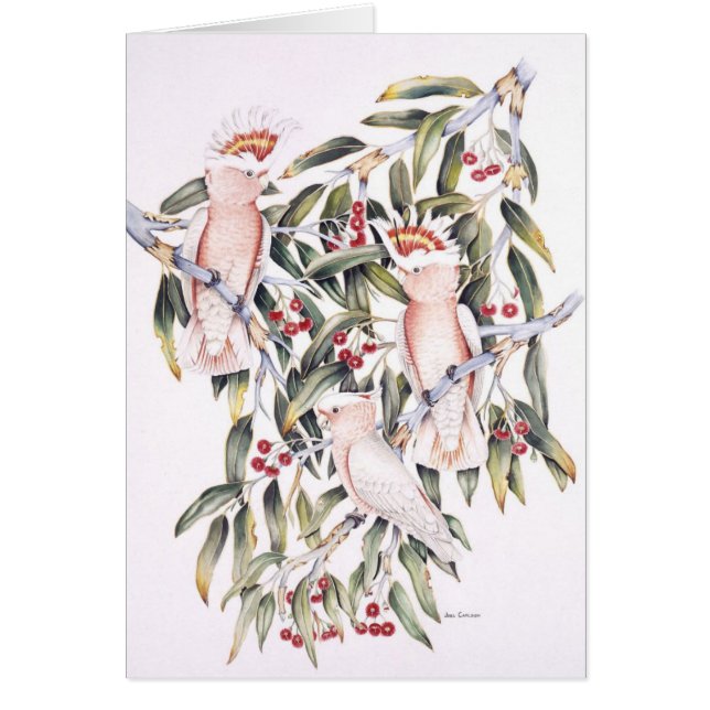 Mitchellの専攻のなオウム (正面)