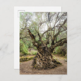Mitera Olive Tree in Corfu Postcard (no text) ポストカード
