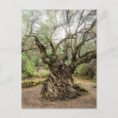 Mitera Olive Tree in Corfu Postcard (no text) ポストカード (正面)