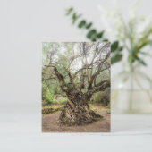Mitera Olive Tree in Corfu Postcard (no text) ポストカード (スタンド正面)