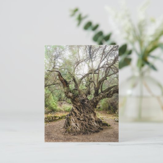 Mitera Olive Tree in Corfu Postcard (no text) ポストカード (スタンド正面)