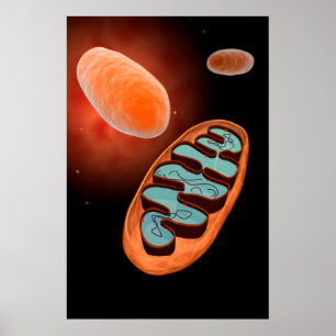 Mitochondria 1の顕微鏡の眺め ポスター