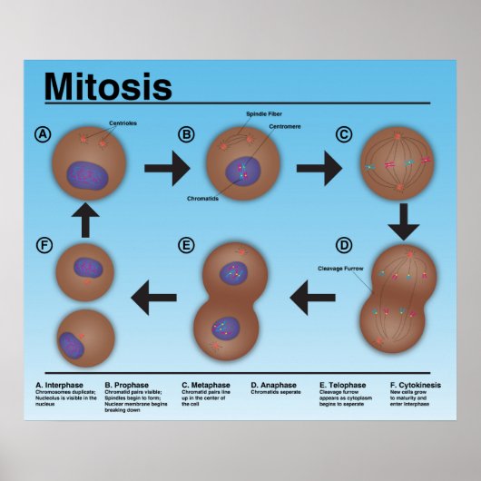 Mitosis Classroomポスター*更新済み* ポスター (正面)