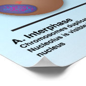 Mitosis Classroomポスター*更新済み* ポスター (角)