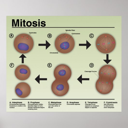 Mitosis Classroomポスター*更新済み* ポスター (正面)