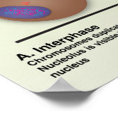 Mitosis Classroomポスター*更新済み* ポスター (角)