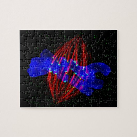 Mitoticの中期 ジグソーパズル (横)