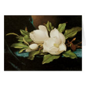 MJ Headeによる青いベルベットの布の上の巨大なマグノリアス (正面横)