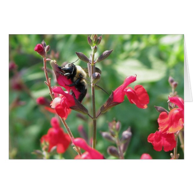 Mmmm、花粉 (正面横)