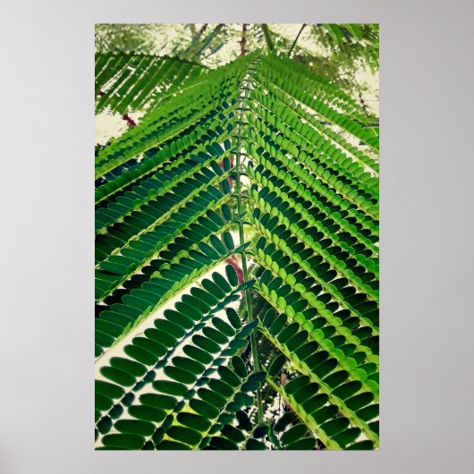 mni folha ポスター (正面)