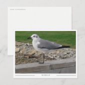 Mobile Alabama Seagull ポストカード (正面/裏面)