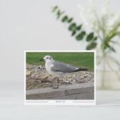 Mobile Alabama Seagull ポストカード (スタンド正面)