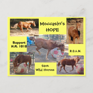 Moccasin's HOPE - Wild 救 Horses &  Burros ポストカード