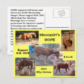 Moccasin's HOPE - Wild 救 Horses &  Burros ポストカード (正面/裏面)