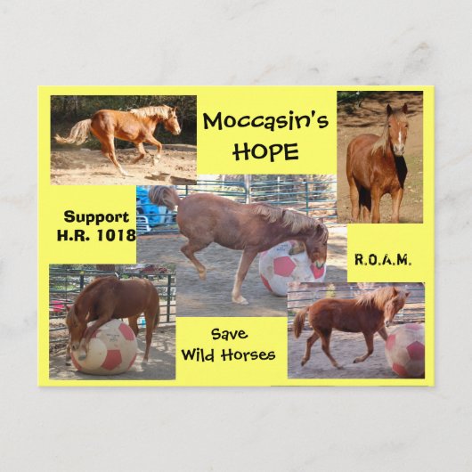 Moccasin's HOPE - Wild 救 Horses &  Burros ポストカード (正面)