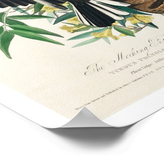Mocking Bird by Audubon Poster ポスター (角)