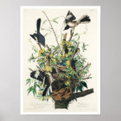 Mocking Bird by Audubon Poster ポスター (正面)