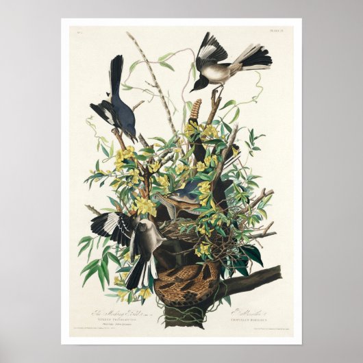 Mocking Bird by Audubon Poster ポスター (正面)
