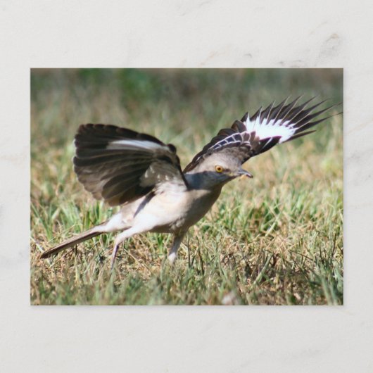 Mocking Bird Photoはがき ポストカード (正面)