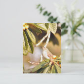 Mockingbirdフォトポストカード ポストカード (スタンド正面)