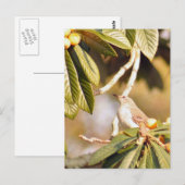 Mockingbirdフォトポストカード ポストカード (正面/裏面)