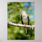 Mockingbird bird Poster ポスター (正面)