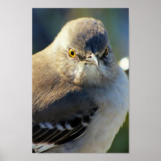 Mockingbird's Crown ポスター (正面)