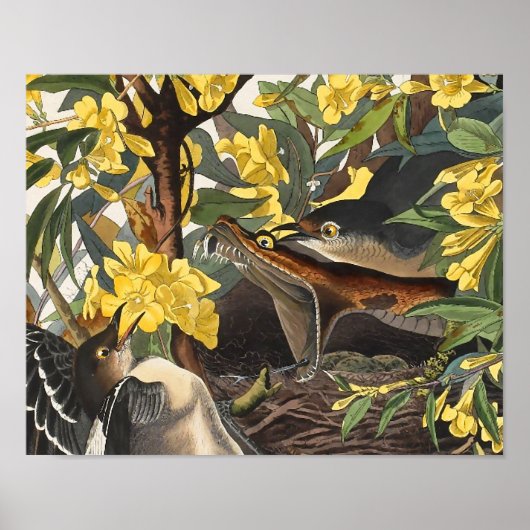 Mockingbirds, John James Audubon ポスター (正面)